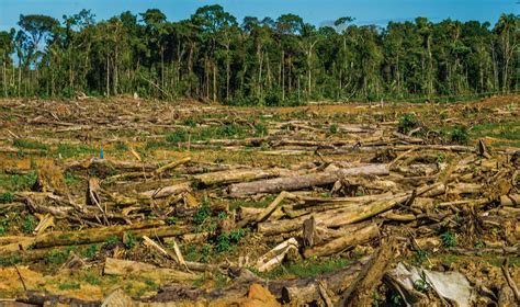 brasil gobierno anuncia medidas para combatir la deforestación en la amazonía maximixe