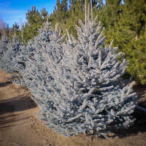 Fat Albert Colorado Blue Spruce For Sale Online The Tree