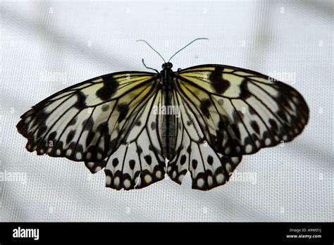 Big Butterfly Symonds Yat Wye Valley England Stock Photo Alamy