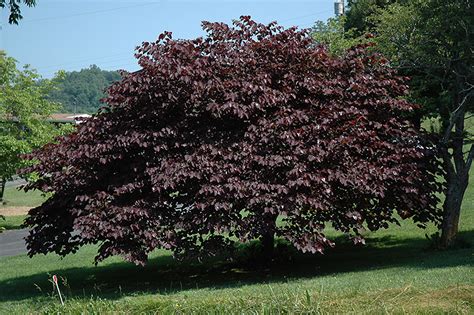 It is also known for its deep maroon it is a hybrid of forest pansy and texas redbuds. Burgundy Hearts Redbud (Cercis canadensis 'Greswan') in ...