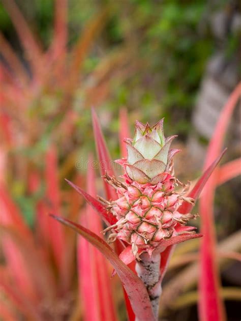 Red Pineapple In Bromeliad Stock Photo Image Of Floral 122286766