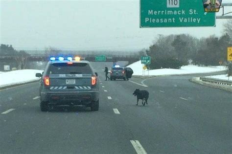 Massachusetts Police Rescue Loose Dog Found On Highway