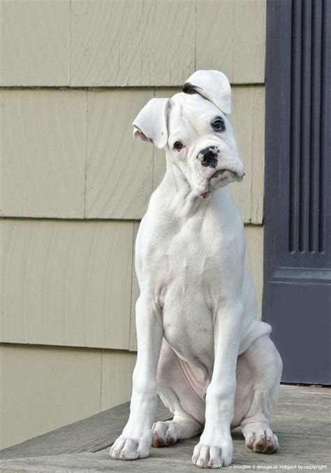 Tifpins Animals White Boxer Dogs Boxer Puppies Boxer Dogs
