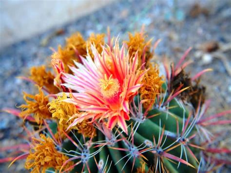 Here Are 10 Amazing Desert Plants With Flowers Cactusway