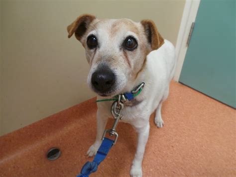 Alice Alice Is A 13 Year Old Jack Russell Terrier Suffers Flickr
