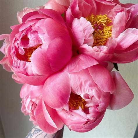 When And Where Are Peonies In Season Time To Find Out Article On Thursd
