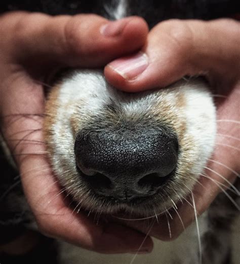 Puppy Dog Nose Stock Image Image Of Cute Faithful Retriever 20917041
