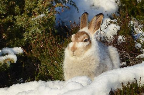 Walk Report Snowshoeing For Hares Unusual Animals Like Animals