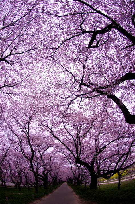 17 Best Images About Purple Flowering Trees On Pinterest Wisteria