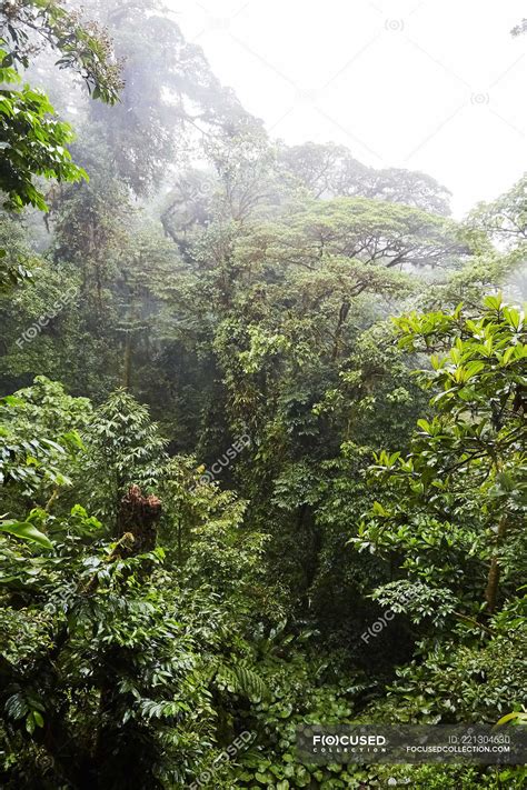 Green Trees In Foggy Jungle Costa Rica Central America — Wilderness