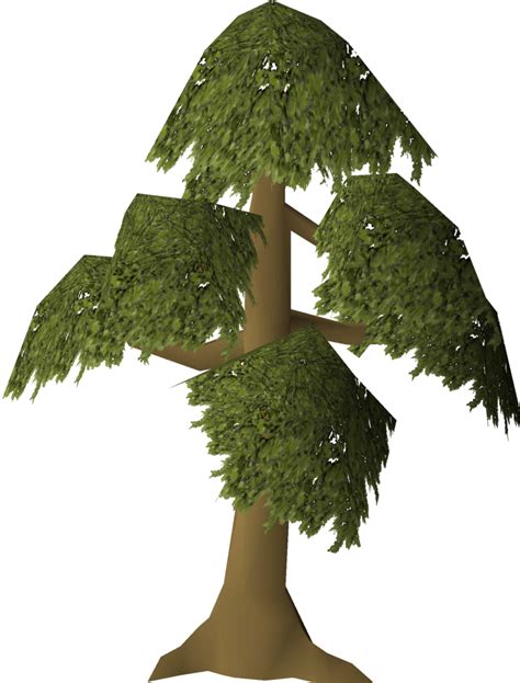 Fileyew Tree Grownpng Osrs Wiki