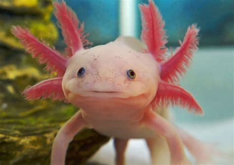 Mexican Pink Axolotls Salamander Axolotl Axolotl Cute Cool Pets