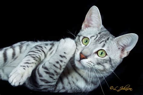 11 Tips For Taking Purrfect Cat Pics From A Professional Feline