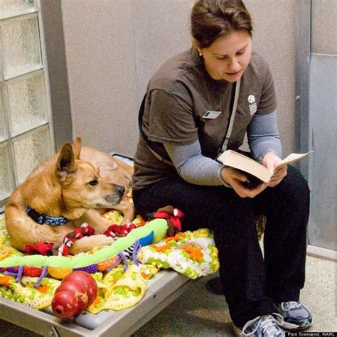 Reading A Book To A Dog Shelter Dogs Animal Shelter Rescue Dogs