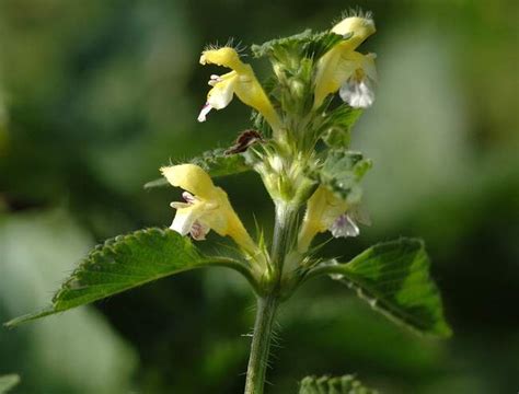 http://luirig.altervista.org/flora/taxa/index2.php?scientific-name=galeopsis+segetum