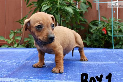Beautiful red short hair lady. Boy 1: Dachshund, Mini puppy for sale near San Diego, California. | 4750e258-1ca1