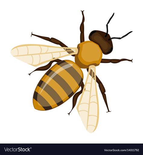Flying Realistic Honey Bee Close Up Hand Drawn Vector Image
