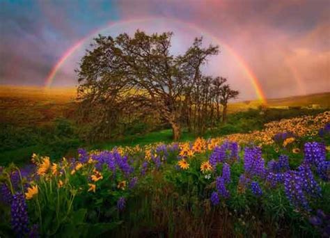 Interesting Photo Of The Day Stunning Double Rainbow Over A Field Of