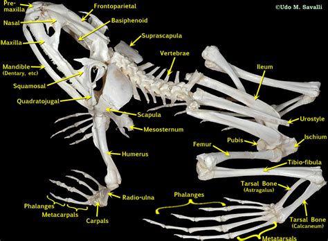 Maybe you would like to learn more about one of these? BIO370-Frog Skeleton