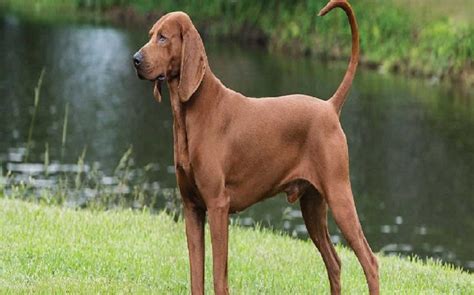 redbone coonhound dog breed origin behavior trainability facts puppy price color