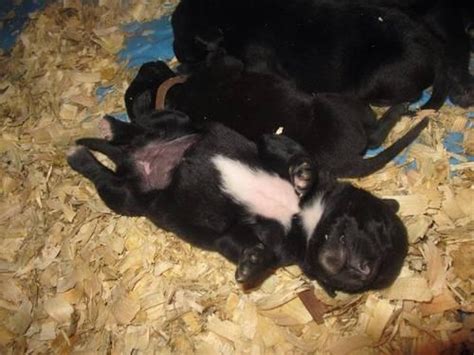 2,026 likes · 22 talking about this. German Bloodline Rottweiler puppies - ready Nov 30th for Sale in Bluffton, Iowa Classified ...