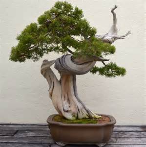 It is also referred to as a living miniature tree that increases in beauty and tropical and subtropical trees are believed to be the easiest types of bonsai trees to grow indoors. Caring for a bonsai tree