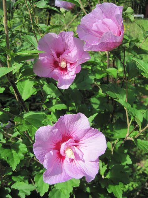 Rose Of Sharon And Hardy Hibiscus For The Fall Hardy Hibiscus