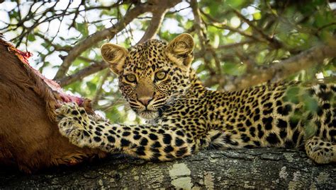 Leopard Cub Eating In A Tree Photograph By Max Richard Fine Art America