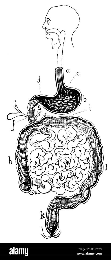 Sistema digestivo humano Imágenes de stock en blanco y negro Alamy