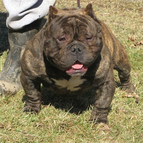 The first american bully was bred in the united states between 1980 and 1990. American Bullies from Kinneman Kennels