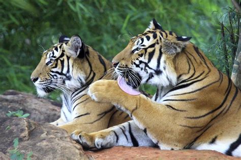 Facts About The Bengal Tiger That Will Leave You Flabbergasted Animal Sake