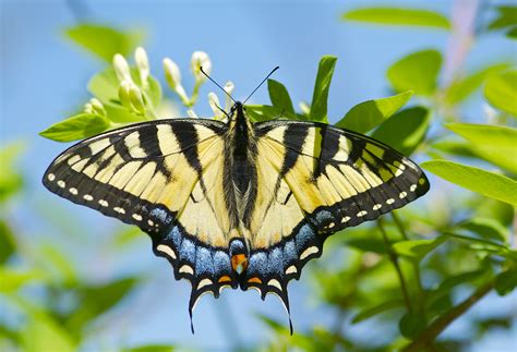 Eastern Tiger Swallowtail Butterfly Pops And Mojo Photos