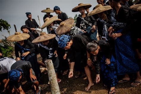 Foto Ngaseuk Tradisi Menanam Padi Ala Masyarakat Adat Suku Badui