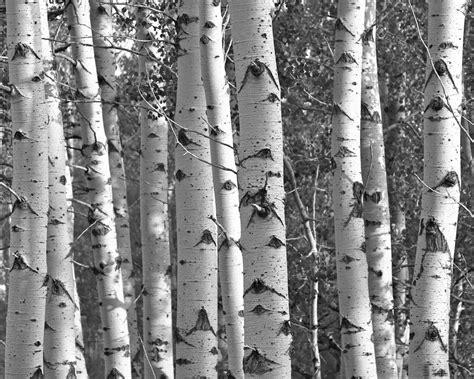 The Aspen Grove Colorado Photo By Kat S Birch Tree Art Zen Wall