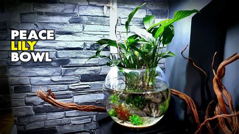 Aquascape Tutorial Peace Lily Bowl Aquarium How To Step By Step