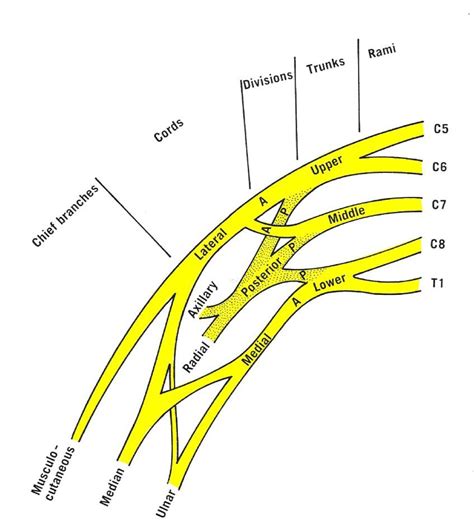 Diagram Of The Anterior Aspect Of The Brachial Plexus A Anterior