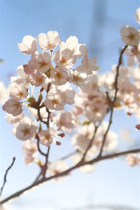 Free Images Branch Flower Petal Food Produce Season Cherry