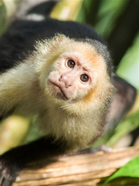 This Is The White Throated Capuchin Also Known As Colombian White