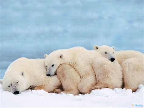 Cute Baby Polar Bear Wallpaper