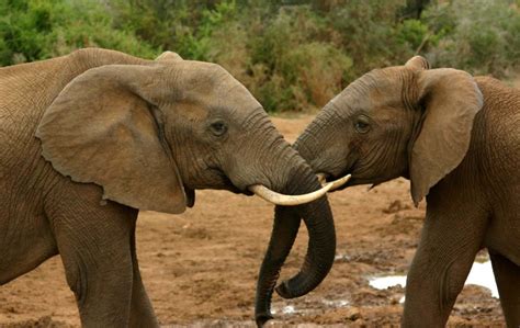 Elephant Mating - Elephant Mating Up Close ( Mating Video) | Elephant facts, Elephant, African ...