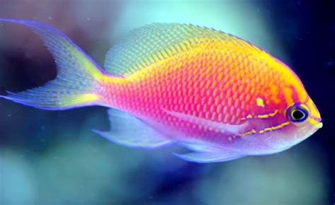 101 Beautiful Colorful Fish Meowlogy