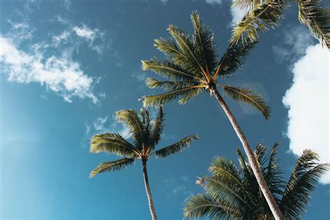 Low Angle Photography Of Palm Trees · Free Stock Photo