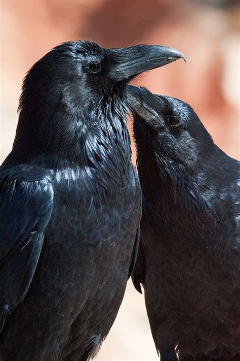 Ravens A Pagans Ravens Pinterest Ravens Crows And Crows Ravens