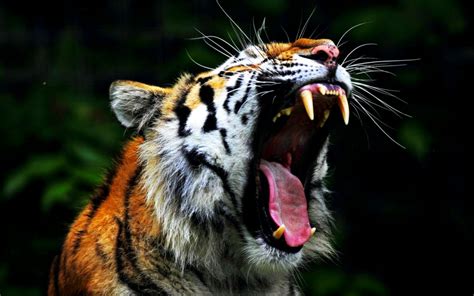 Free Hd Angry Tiger Wallpapers Download Angry Tiger Wallpaper Hd