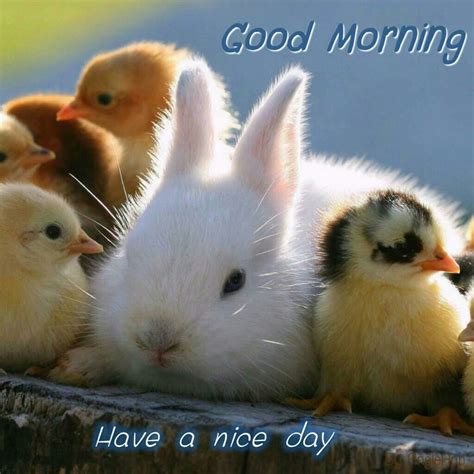 Good Morning Cute Animals Baby Animals Wallpaper Baby Animals Pictures