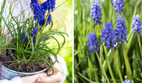 Blauwe Bloemen In De Lente Voorjaarsbloeiers Natuur Landidee