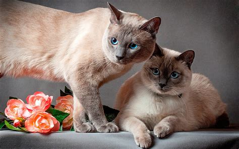 Siamese Cat Cute Animals Pets Brown Cats Short Haired Breeds Of