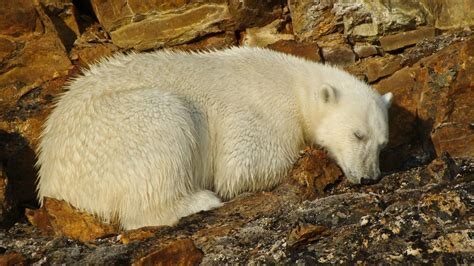 Sleepy Wild Polar Bear Upernavik Greenland Polar Bear Baby Polar