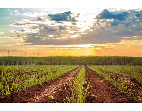 Sem Financiamento Rural Produtor De Cana De Açúcar Pode Ter Suas