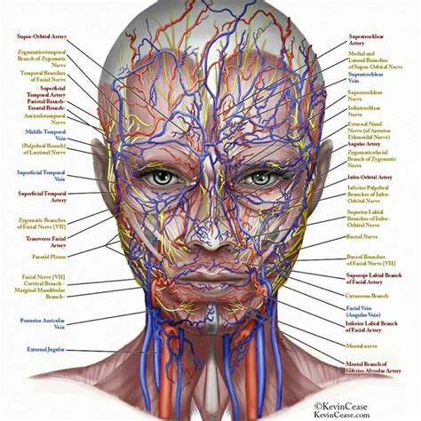 Facial Anatomy Brain Anatomy Human Body Anatomy Muscle Anatomy